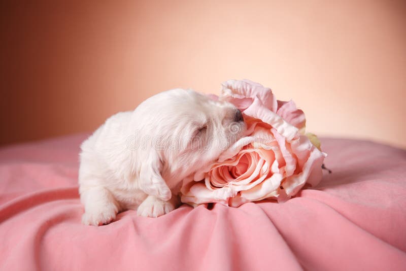 Little puppy Golden retriever