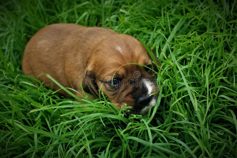 Portrait of a little cute brown puppy, a small dog, on the green grass