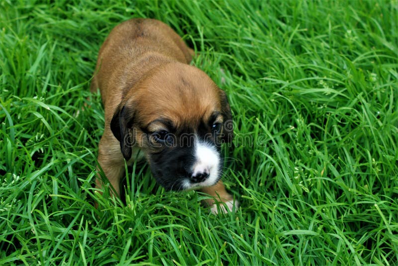 Portrait of a little cute brown puppy, a small dog, on the green grass