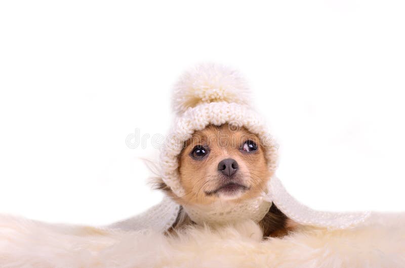 Little puppy with hat lying on white fluffy fur