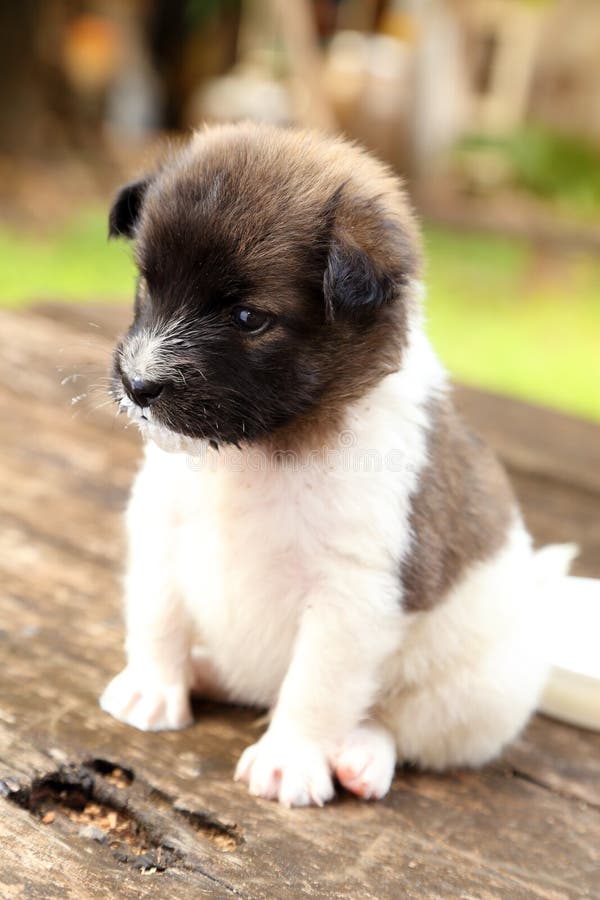 Little puppy resting on wooden table stock photography Little puppy resting on wooden table stock photography