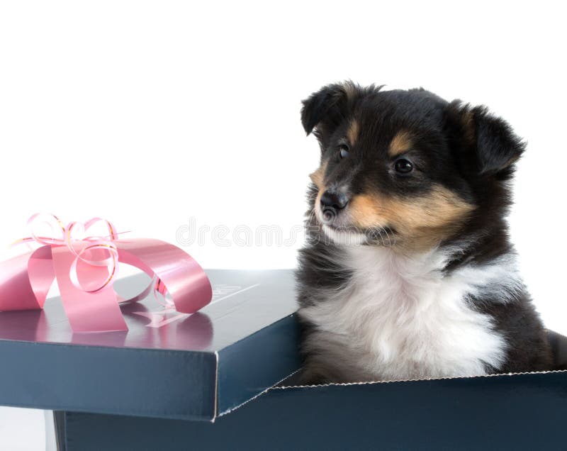 Little puppy Sheltie in a gift box. On a white background royalty free stock images Little puppy Sheltie in a gift box. On a white background royalty free stock images