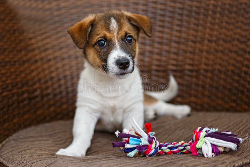 Little puppy in a wooden chair