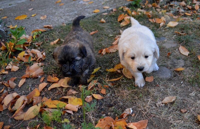 A little puppy in the yard royalty free stock image A little puppy in the yard royalty free stock image