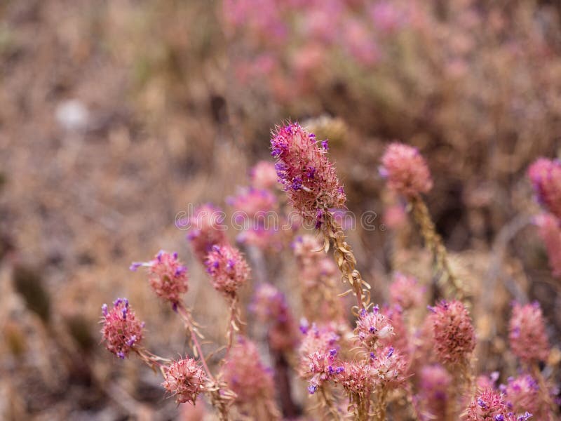 Little Purple, Gentle Flower Stock Image Image of boxes, romance