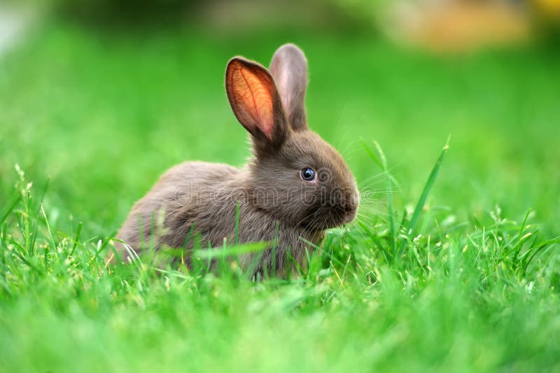 Baby Bunny Eating Flowers in the Garden. Stock Photo Image of nature