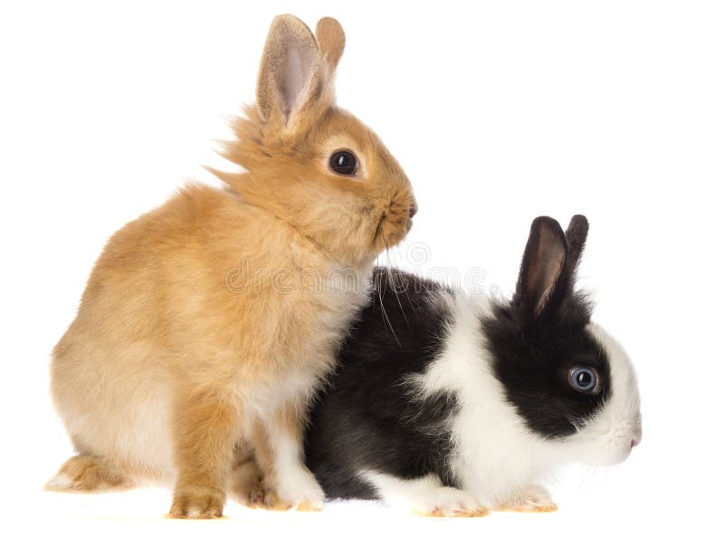 Little rabbits stock photo. Image of friendly, rodent - 91842942