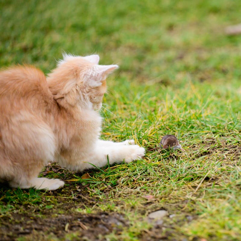 The Little Red Cat Hunted the Mole, a Natural Instinct in the Cat Stock Image Image of lying