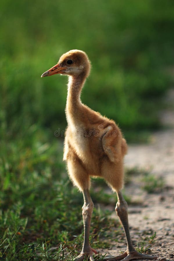 Little Red-crowned Crane