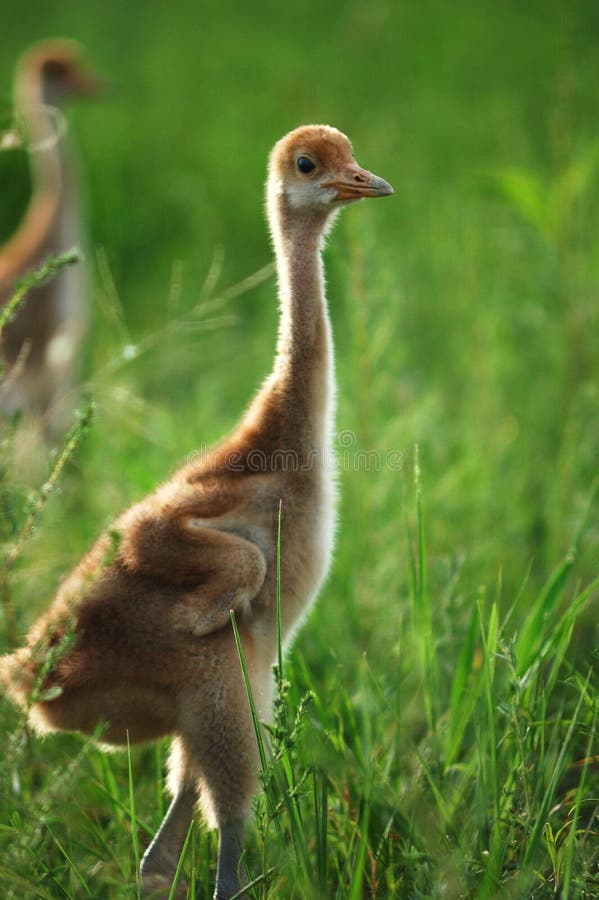 Little Red-crowned Crane