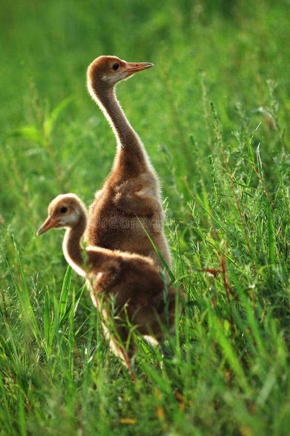 Little Red-crowned Crane