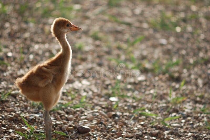 Little Red-crowned Crane