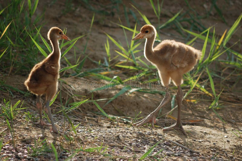 Little Red-crowned Crane