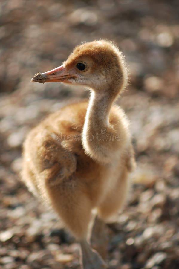 Little Red-crowned Crane