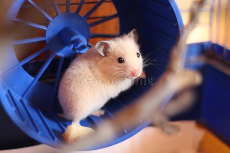 The little red hamster stock photography The little red hamster stock photography