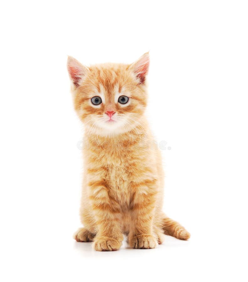 Little red kitten royalty free stock photos Little red kitten royalty free stock photos