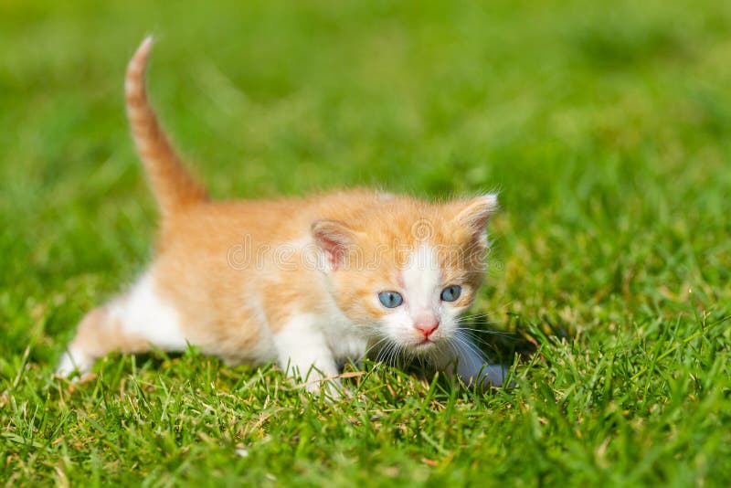Little Kitten on the Green Grass Stock Photo - Image of