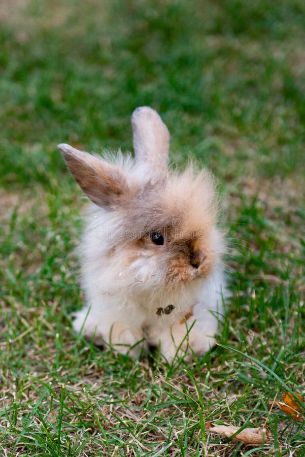 Little red rabbit royalty free stock images Little red rabbit royalty free stock images