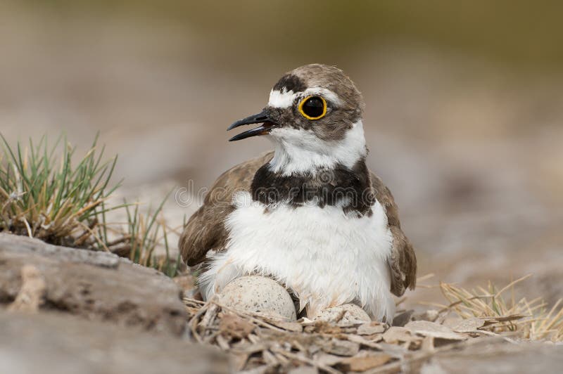 Long-billed plover - Wikipedia