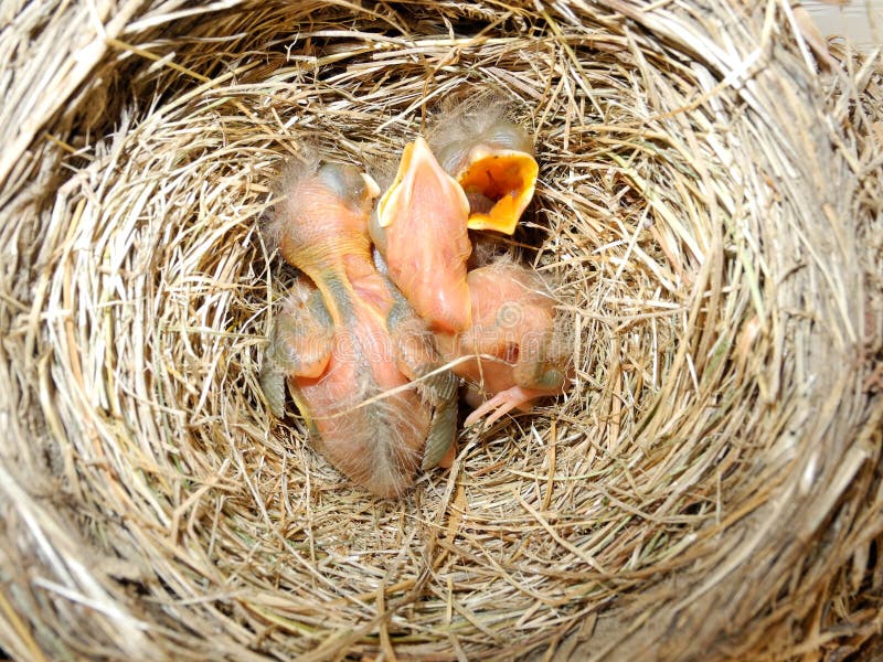 Little Robins