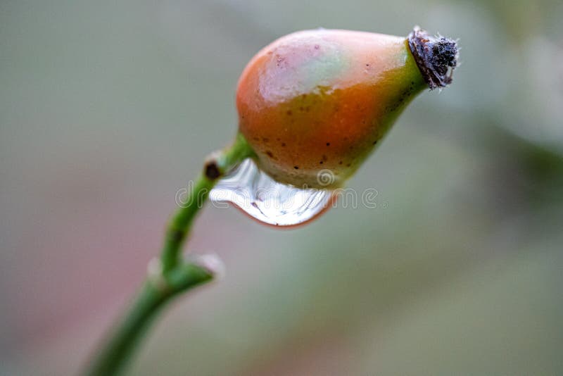 Little rosehip on a green branch with a water drop royalty free stock image