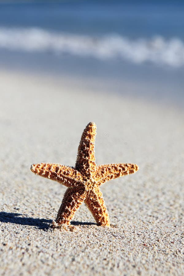 Little sea star