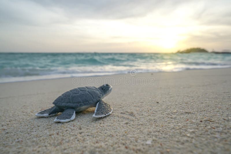 Little sea turtle on the sandy beach in morning