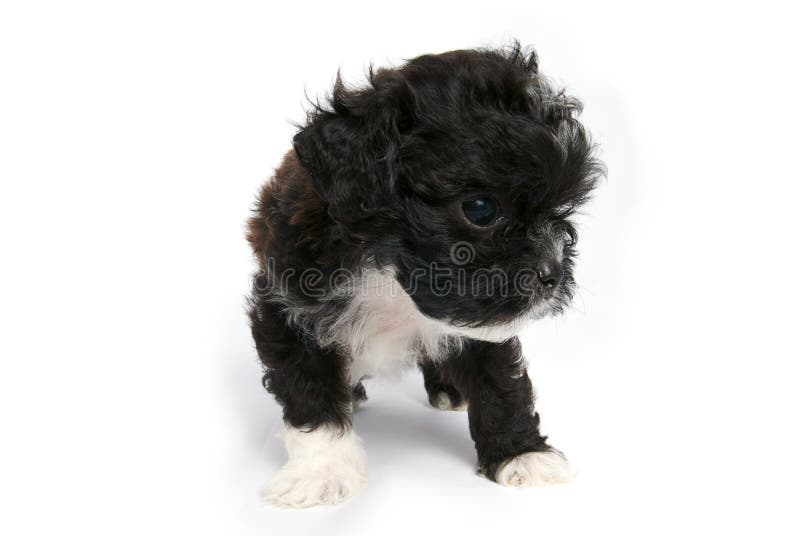 Little Shihtzu puppy cute dog in isolated