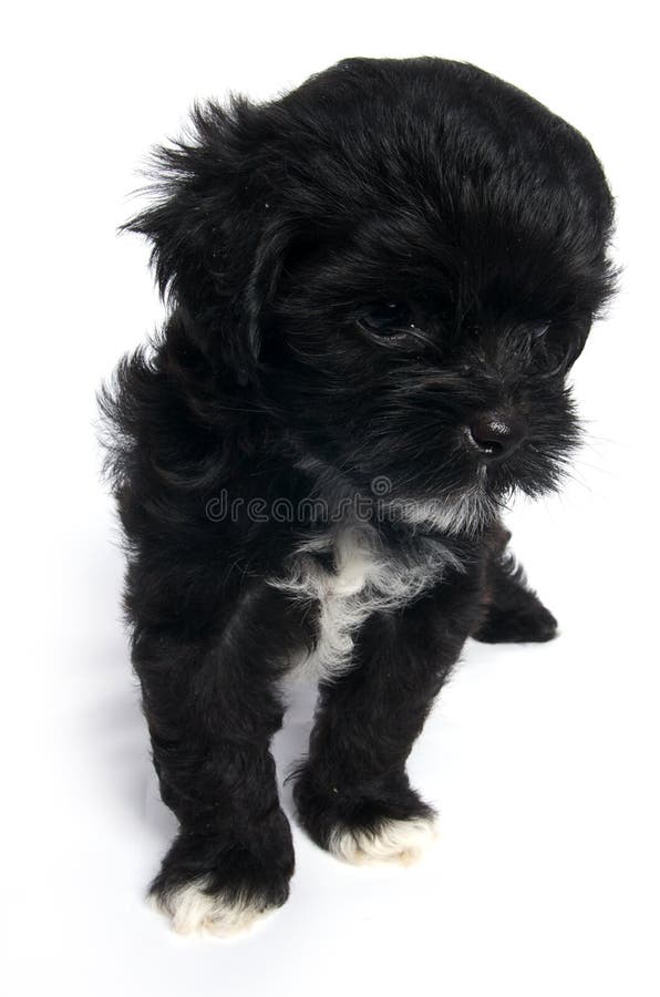 Little Shihtzu puppy cute dog in isolated