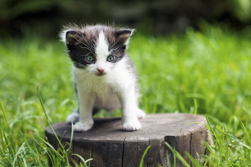 Little small kitten on a stump in the middle of a grass. royalty free stock image Little small kitten on a stump in the middle of a grass. royalty free stock image