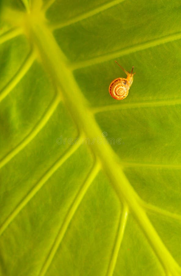 Little snail on green leaf natural background, details of nature. Little snail on green leaf natural background, details of nature