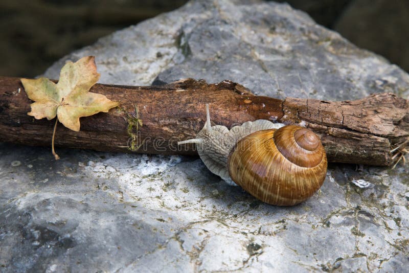 Seasnail Coming Out of Shell Stock Image Image of seashell, alive