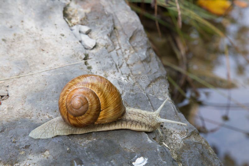 Seasnail Coming Out of Shell Stock Image Image of seashell, alive