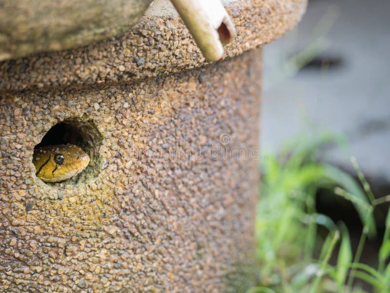 Woman `s Problematic Skin , Acne Scars ,oily Skin And Pore, Dark Spots