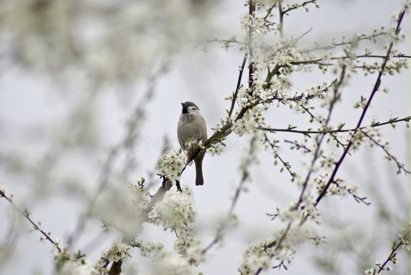 Little sparrow stock image