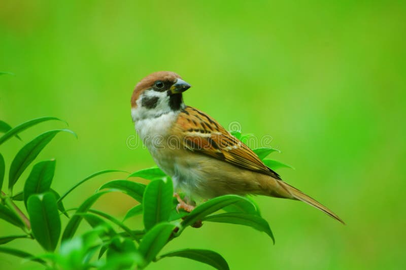 Little Sparrow royalty free stock image