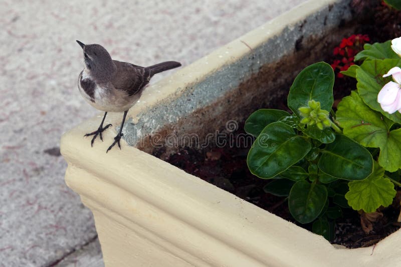 Little sparrow stock photos