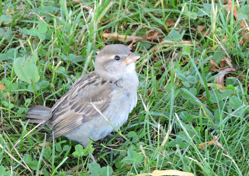 Little sparrow bird stock photo
