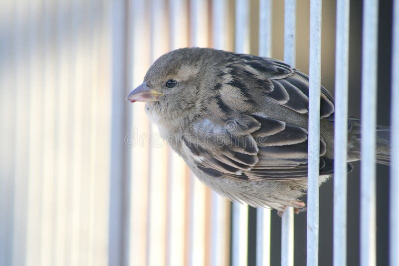 Little sparrow bird on metal bars royalty free stock image