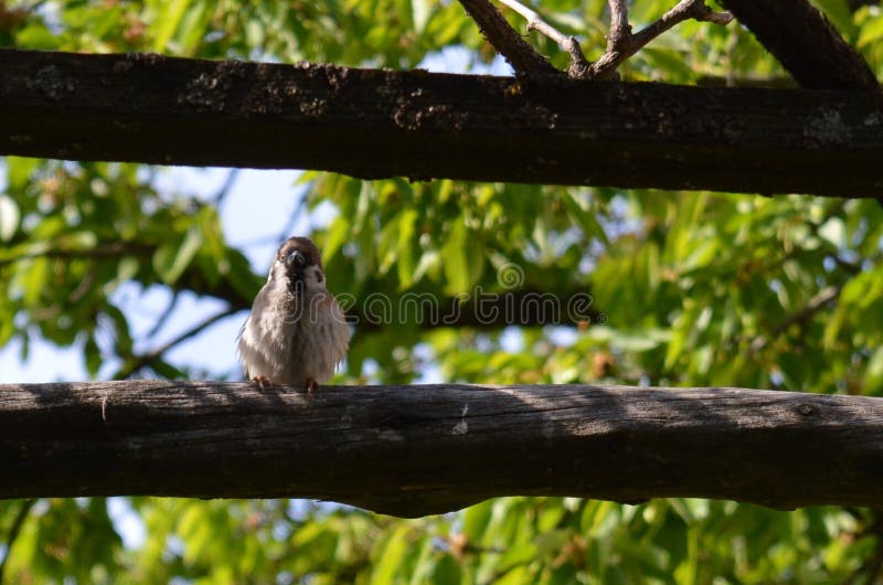 Sparrow on a board stock images