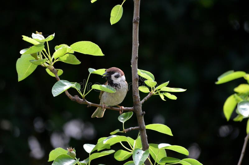 Little sparrow on a branch royalty free stock image