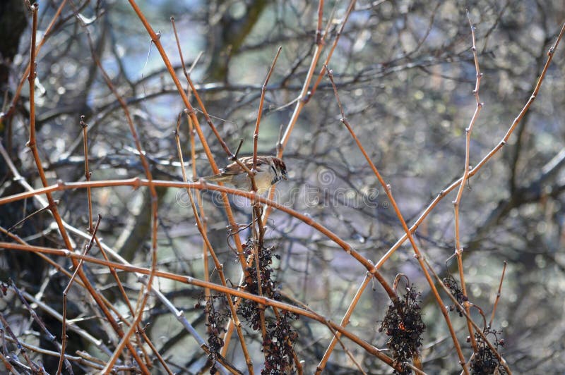 Little sparrow on a branch royalty free stock image