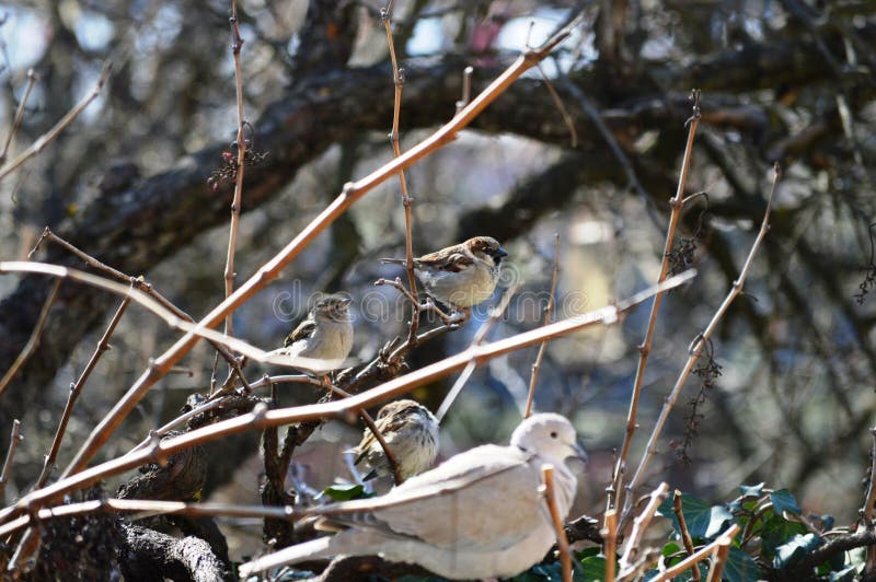 Little sparrow on a branch royalty free stock images