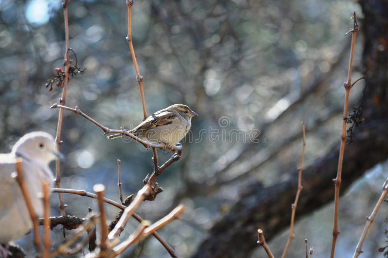 Little sparrow on a branch royalty free stock photo