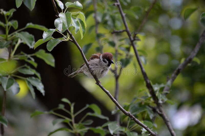 Little sparrow on a branch royalty free stock photography