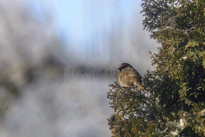 Little sparrow stock photography