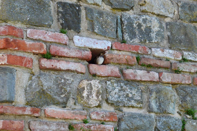 Little sparrow in a brick hole royalty free stock photo