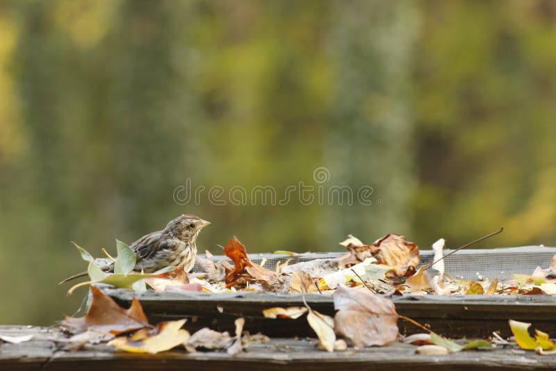 Little Sparrow royalty free stock photo