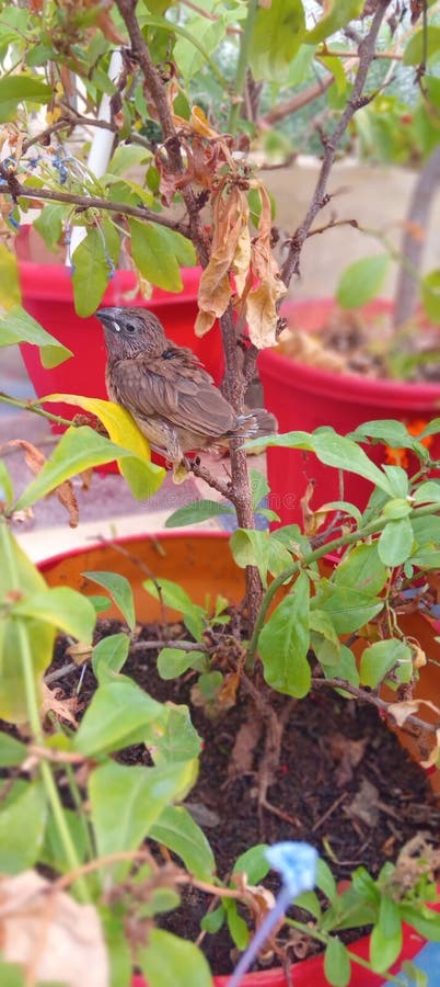 Little sparrow experiencing the joy of flowers stock photography