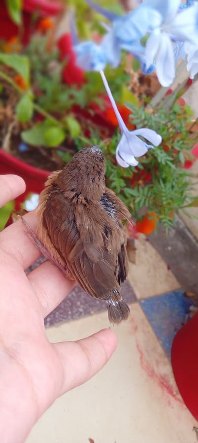 Little sparrow experiencing the joy of white flowers royalty free stock images